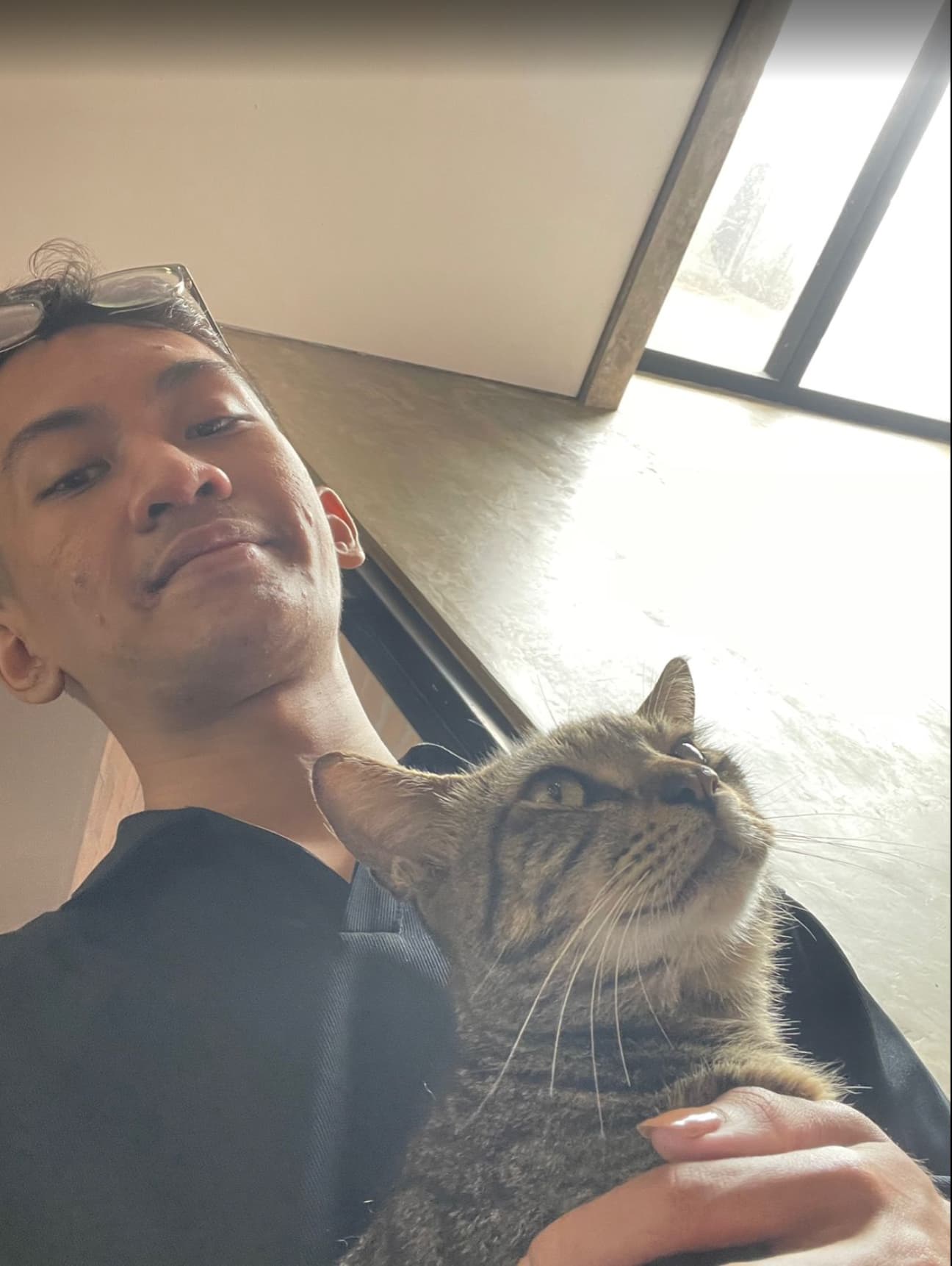 Dino sama kucing